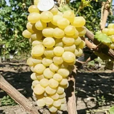 Виноград КИШМИШ ЗОЛОТЦЕ в Гомеле