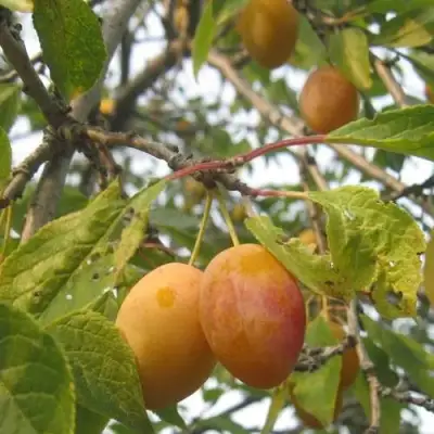 Слива НАТАША в Гомеле