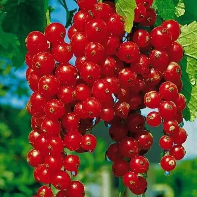 Смородина красная РОВАДА в Гомеле