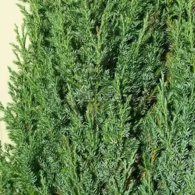 Можжевельник ХИБЕРНИКА обыкновенный  в Гомеле