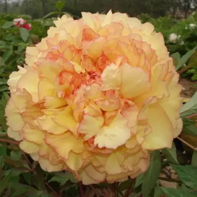 Пион ЗОЛОТАЯ РОССЫПЬ древовидный в Гомеле