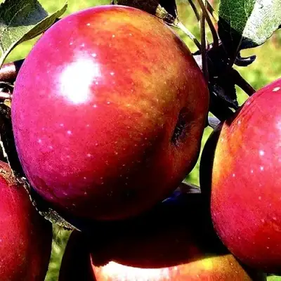 Яблоня ВЕСЯЛИНА в Гомеле