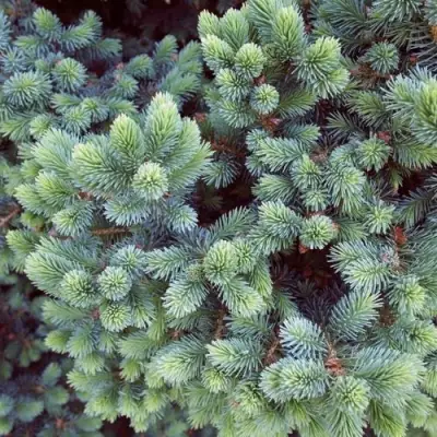 Ель ЭХИНИФОРМИС сизая в Гомеле