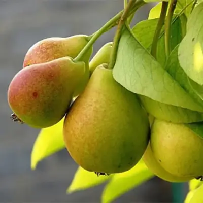 Груша СЕВЕРЯНКА в Гомеле