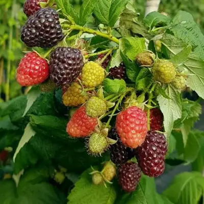 Малина БЛЭК ПОЛЬКА (ХЕБАН) в Гомеле