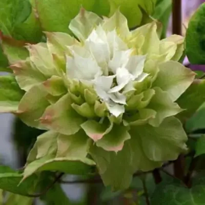 Клематис СЕН-НО-КЕЙЗ в Гомеле