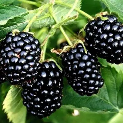 Ежевика ПРАЙМ АРК ТРЕВЕЛЕР ремонтантная  в Гомеле