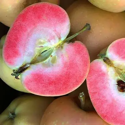 Яблоня ПИНК ПЕРЛ в Гомеле