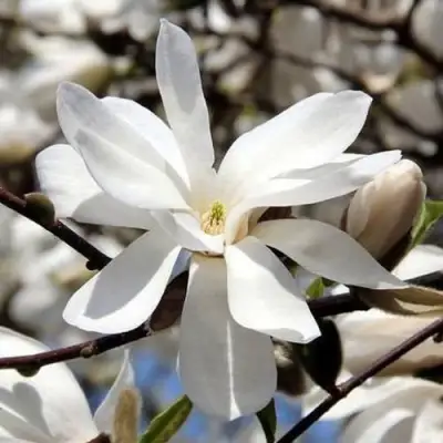 Магнолия ЛЕБНЕРА МЕРРИЛЛ в Гомеле