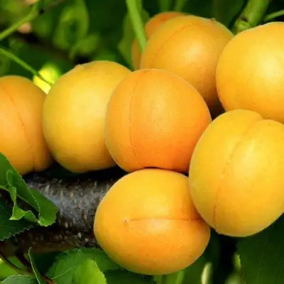 Абрикос ЦАРСКИЙ в Гомеле