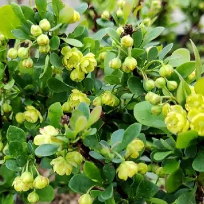 Барбарис КОБОЛЬД тунберга в Гомеле