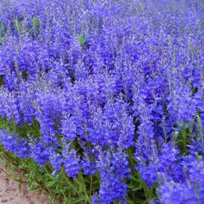 Вероника австрийская в Гомеле