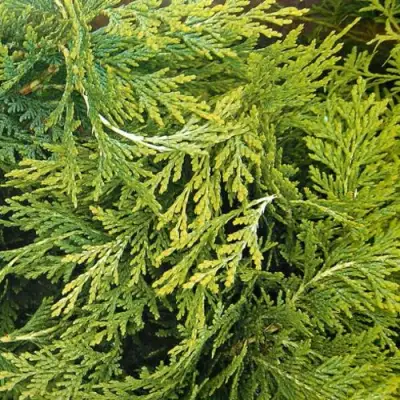 Кипарисовик САНКИСТ лавсона в Гомеле