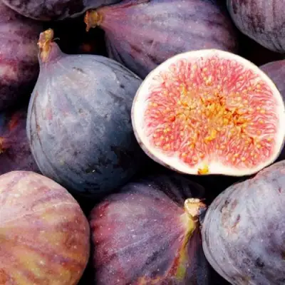 Инжир МУАССОН в Гомеле