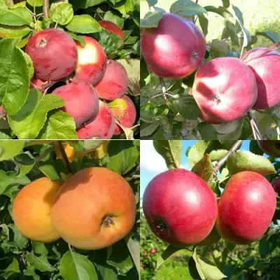 Комплект ЯБЛОНЕВЫЙ КВАРТЕТ в Гомеле