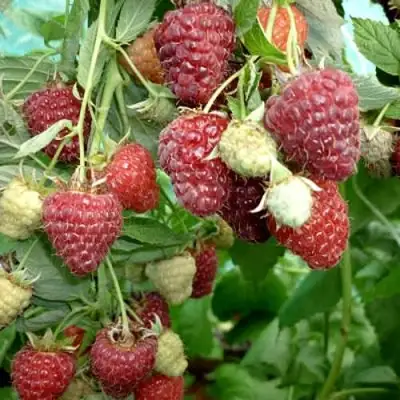 Малина ЖАР-ПТИЦА в Гомеле