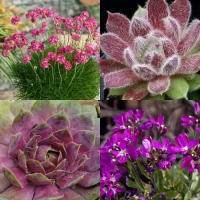 Комплект МИНИ САД в Гомеле