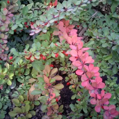 Барбарис ГРИН КАРПЕТ тунберга в Гомеле