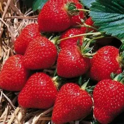 Клубника КИМБЕРЛИ в Гомеле