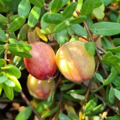 Клюква СТАНКОВИЧ в Гомеле