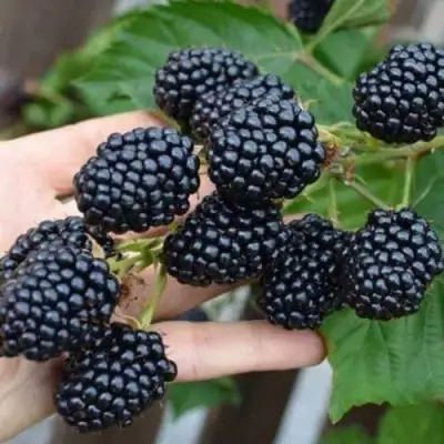 Ежевика ДЖАМБО бесшипная  в Гомеле