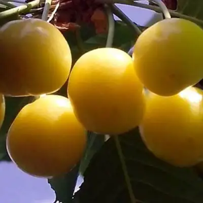 Черешня ЧЕРМАШНАЯ в Гомеле