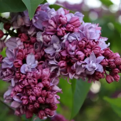 Сирень П.П.КОНЧАЛОВСКИЙ в Гомеле