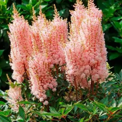 Астильба ЛУК ЭТ МИ японская в Гомеле