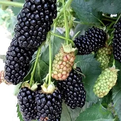 Ежевика ПРАЙМ АРК 45 ремонтантная   в Гомеле