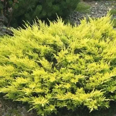 Можжевельник ЛАЙМ ГЛОУ горизонтальный  в Гомеле