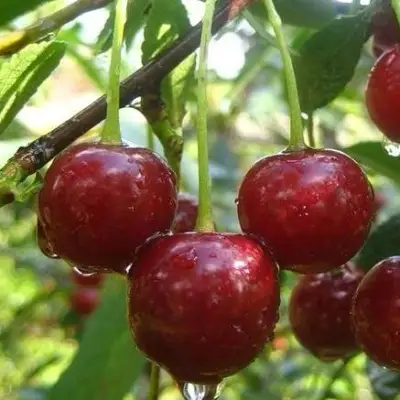 Вишня ВОЛОЧАЕВКА в Гомеле