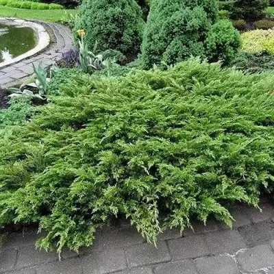 Можжевельник РОКЕРИ ДЖЕМ казацкий  в Гомеле