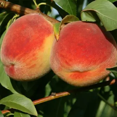 Персик МАРИЯ в Гомеле