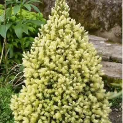 Ель МАЙГОЛД колючая в Гомеле