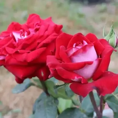 Роза АЛЬЯНС чайно-гибридная в Гомеле