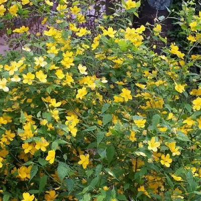 Керрия японская ГОЛДЕН ГИНЕЯ в Гомеле