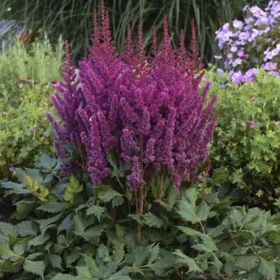 Астильба ВИЖНС китайская в Гомеле