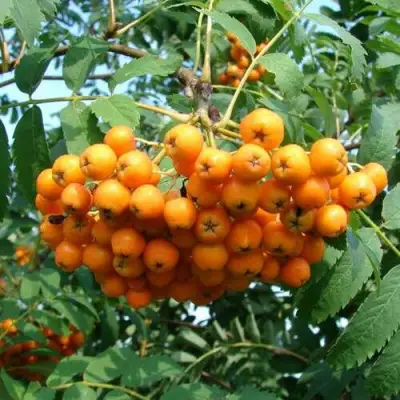 Рябина НЕВЕЖИНСКАЯ ЖЕЛТАЯ сладкоплодная в Гомеле