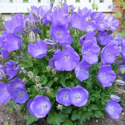 Колокольчик САНТА карпатский в Гомеле