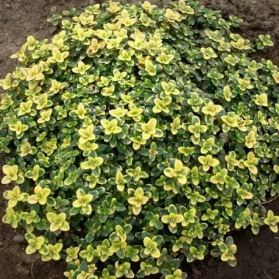 Тимьян ДОННА ВАЛЕЙ лимоннопахнущий в Гомеле