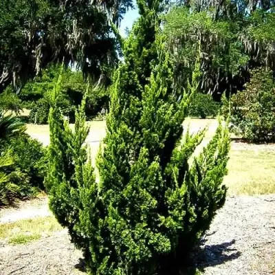 Можжевельник КАЙЗУКА китайский в Гомеле