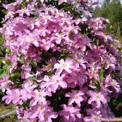 Клематис КОМТЕСС ДЕ БУШО в Гомеле