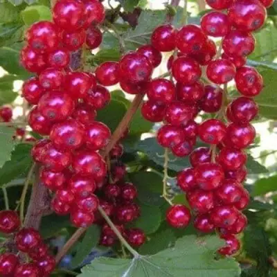 Смородина красная ПУРПУРНАЯ в Гомеле