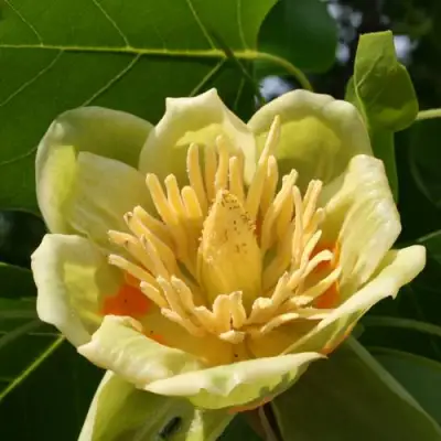 ЛИРИОДЕНДРОН тюльпанный в Гомеле