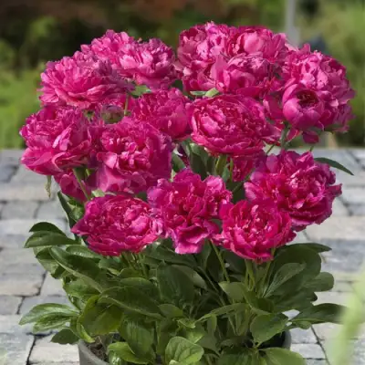 Пион ЛОНДОН травянистый в Гомеле