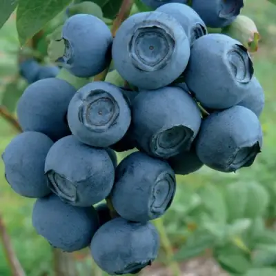 Голубика РУБЕЛ в Гомеле