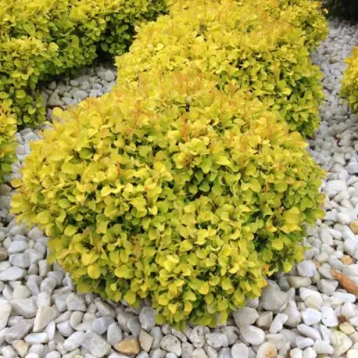 Барбарис БОНАНЗА ГОЛД тунберга в Гомеле