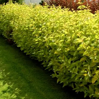 Комплект ДАРТС ГОЛД в Гомеле