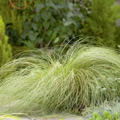 Осока ФРОСТЕД КЕРЛЗ в Гомеле