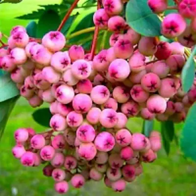 Рябина ПИНК сладкоплодная в Гомеле